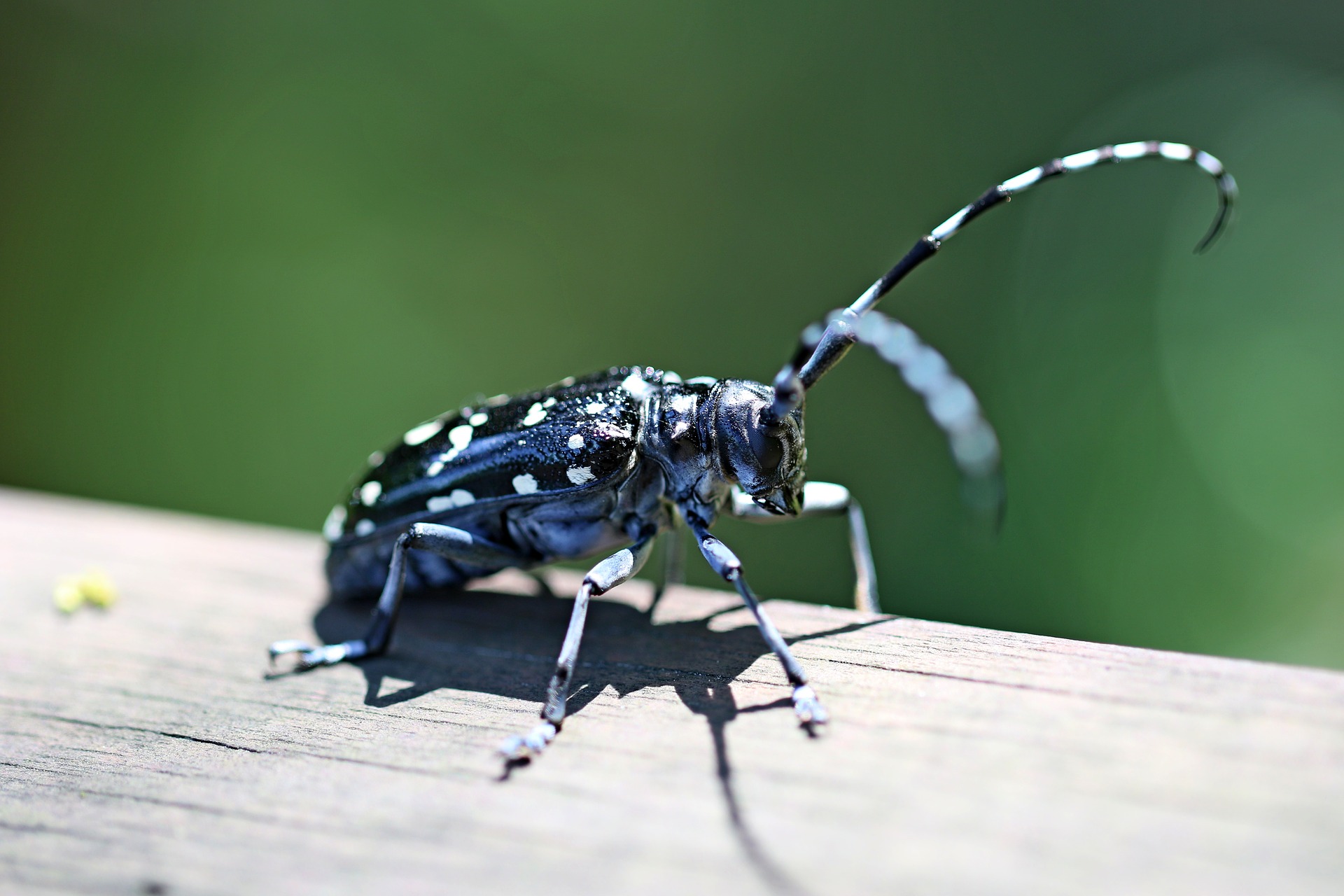 9 alrak-long-horned-beetle-2334236_1920